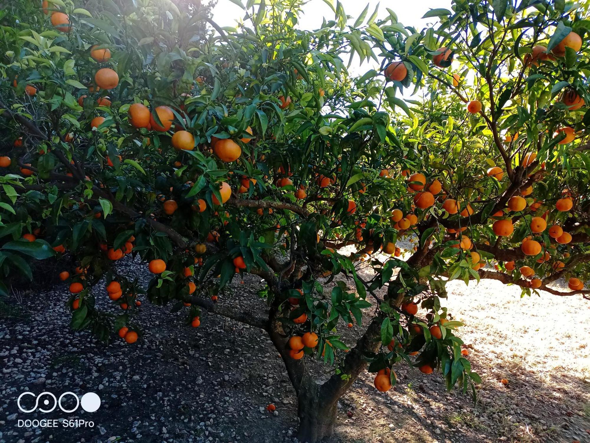 Casa Rural Complex Masia Del Tremendo Y Agroturismo Camarles Екстер'єр фото